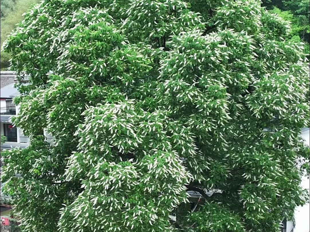 5月5日,河南洛阳.花期仅十多天,洛阳重渡沟千年菩提树开花!游客纷纷前往许愿打卡哔哩哔哩bilibili