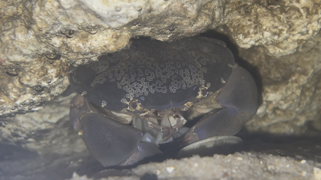 花纹爱洁蟹吃蛤蜊