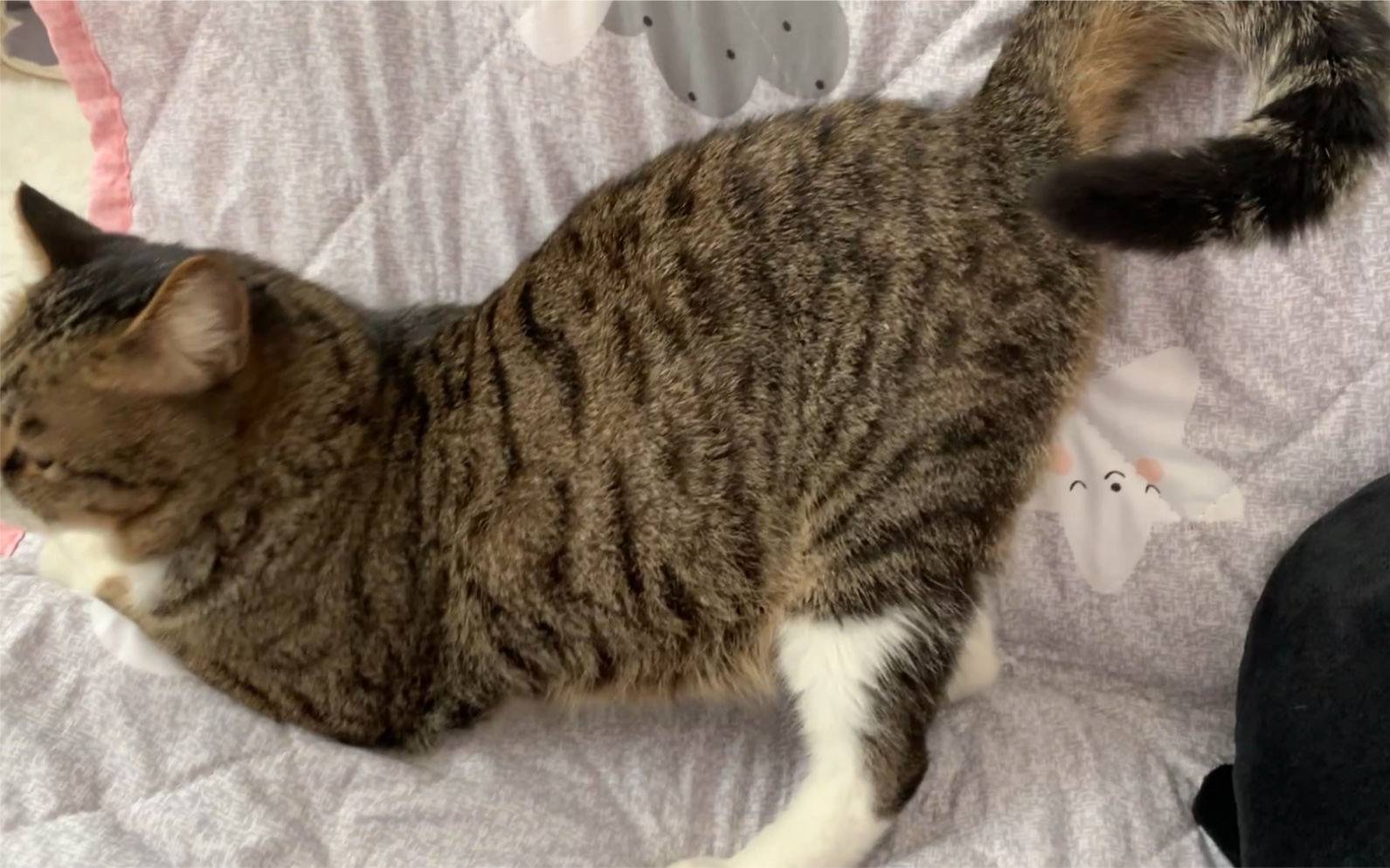 被刺挠居然翘屁股,诡计多端的m猫!