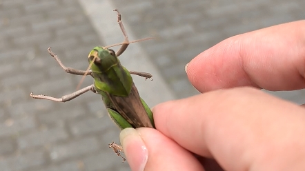 秋后的蚂蚱