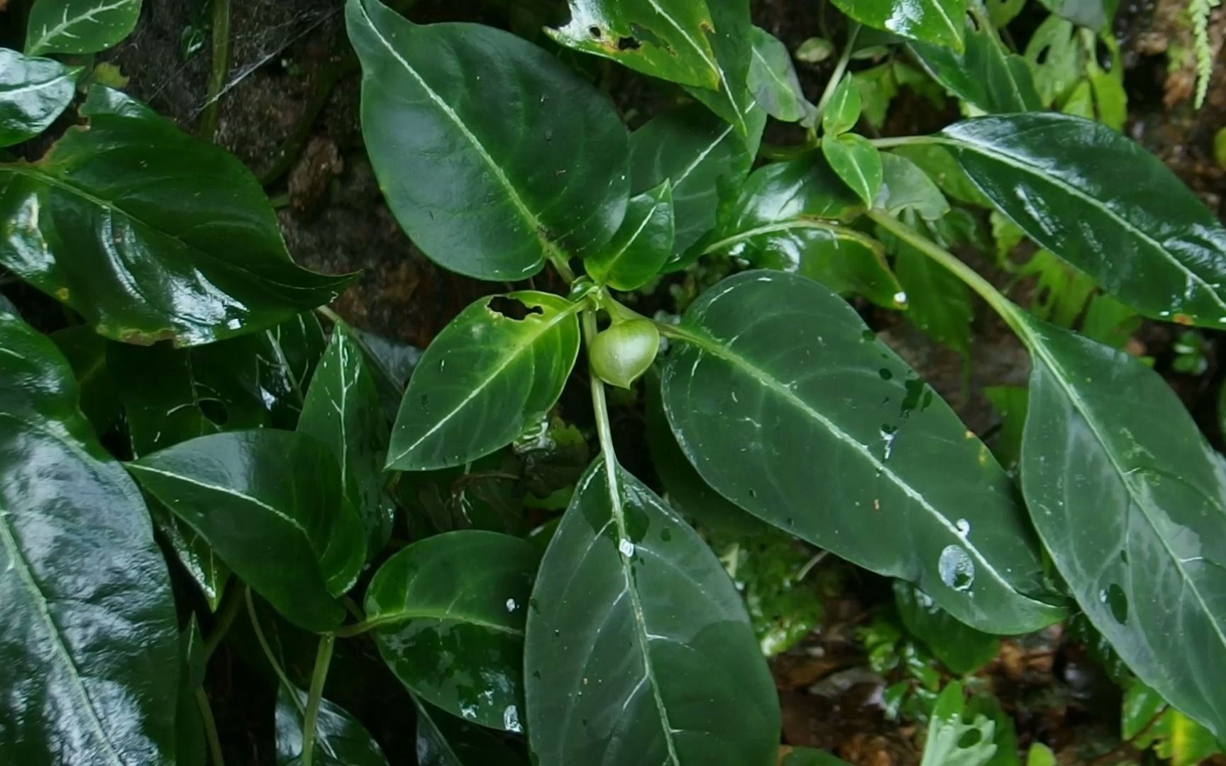 马尿泡图片