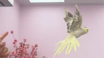 养玄凤鹦鹉建议每周放飞一次