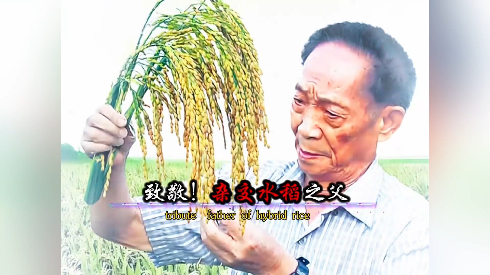 致敬!杂交水稻之父