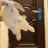 你见过开心到飞起的兔兔吗？(๑¯∀¯๑)