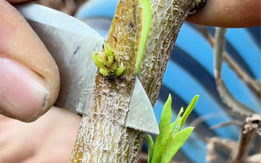 桃树秋季芽接的秘密,让你成为嫁接高手!
