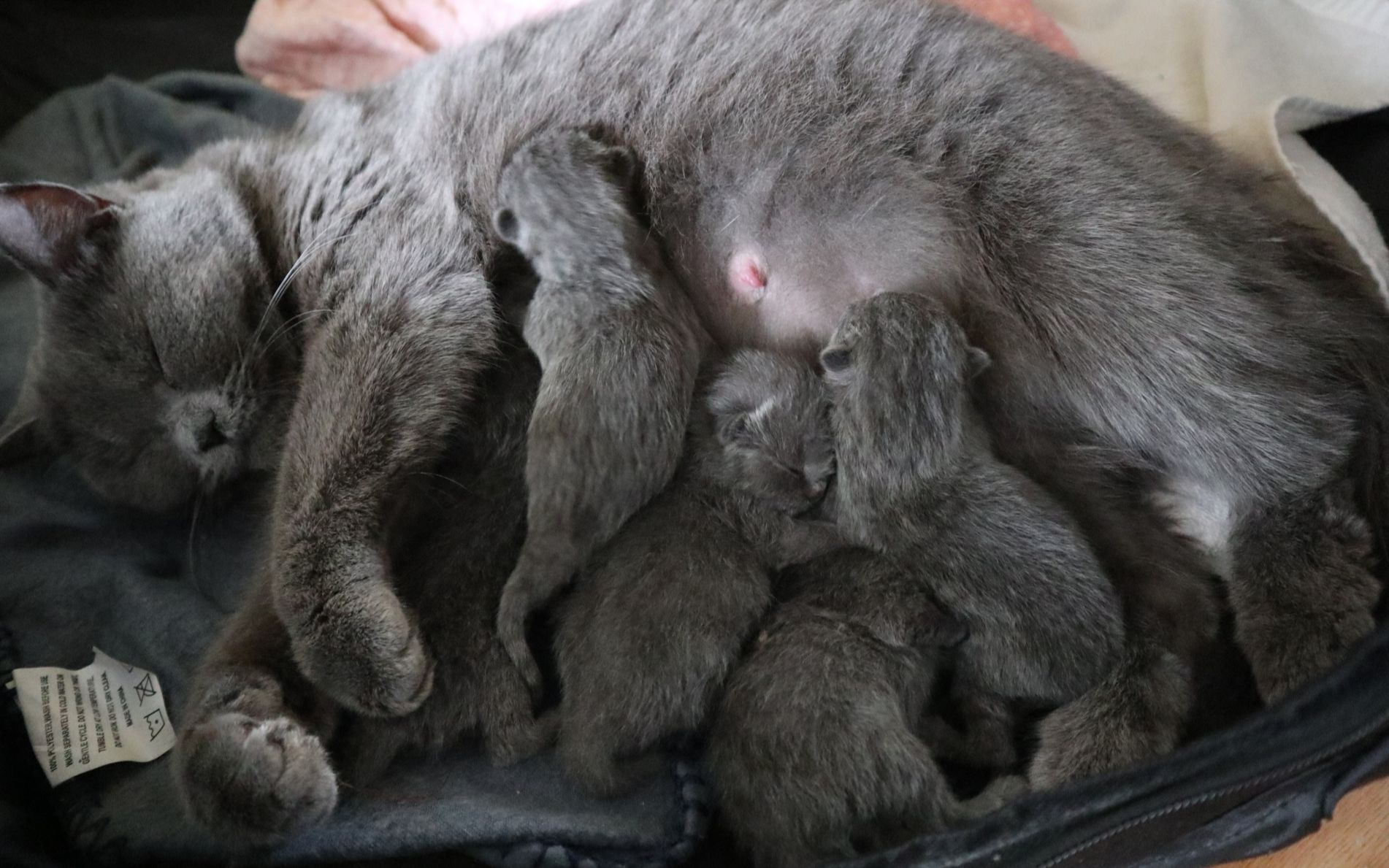 【八月葵】【英短蓝猫】铲屎官第一次全程接生!猫生崽崽猫啦!