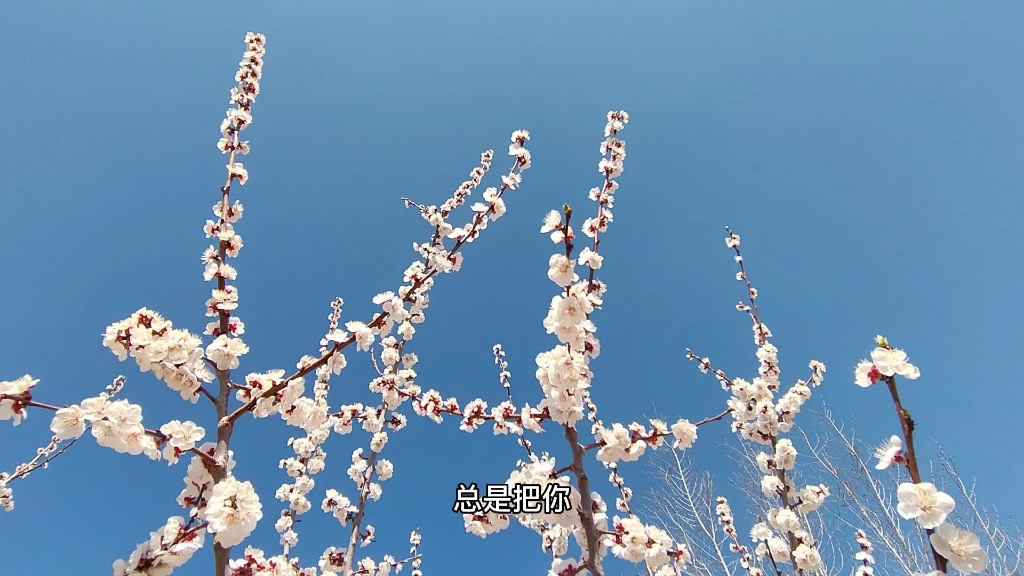 [图]桃花盛开处，就是生我养我的故乡！