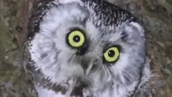 10种猫头鹰叫声，哪种叫声最恐怖？小时候听到吓得不敢走夜路