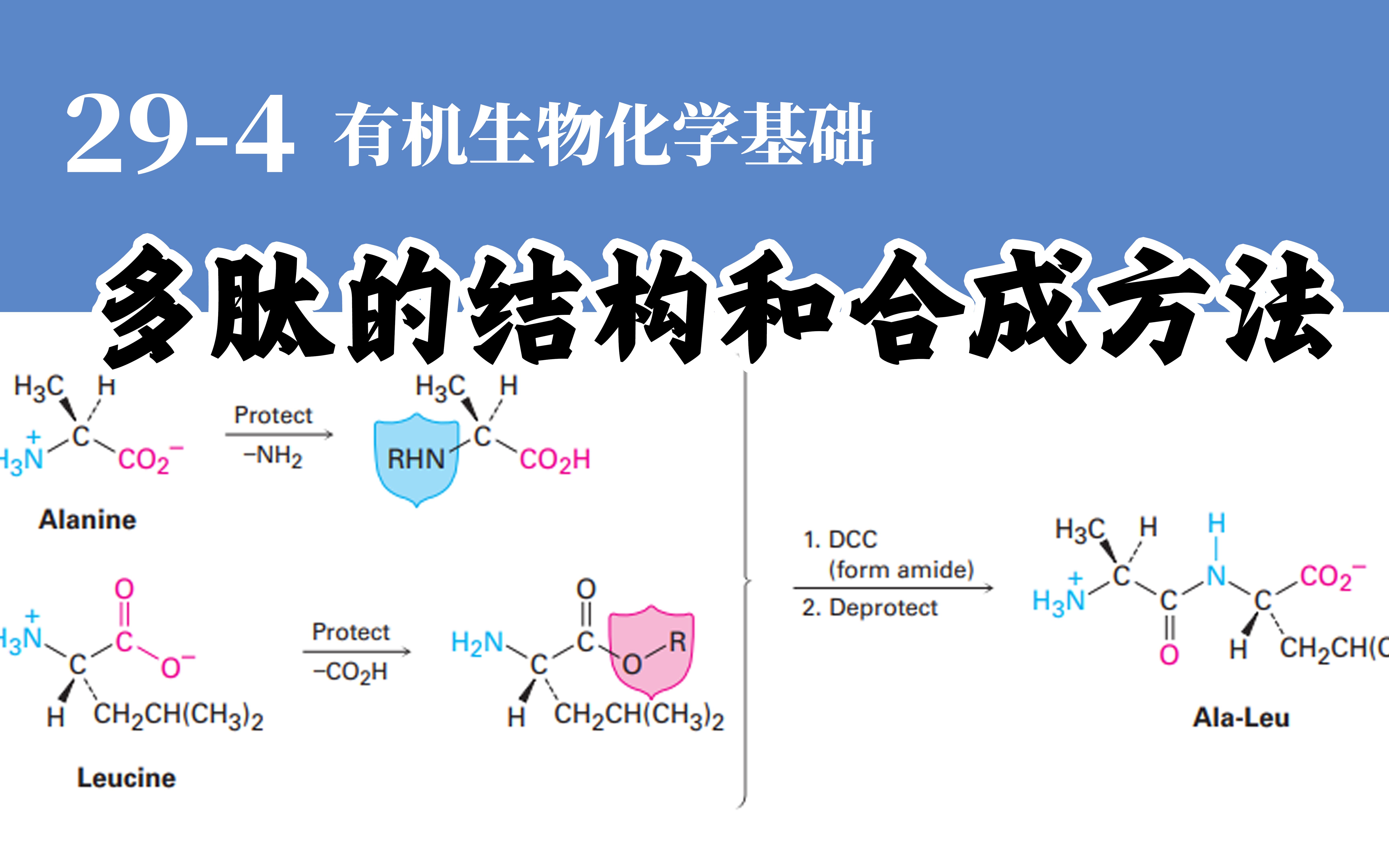 基础有机化学 L294 多肽的结构和合成方法哔哩哔哩bilibili