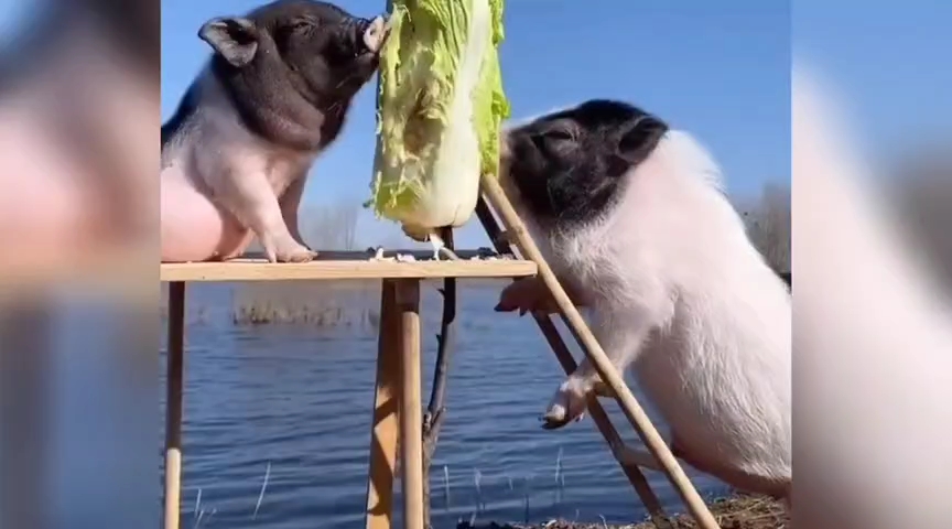 郁闷开心笑一笑系列