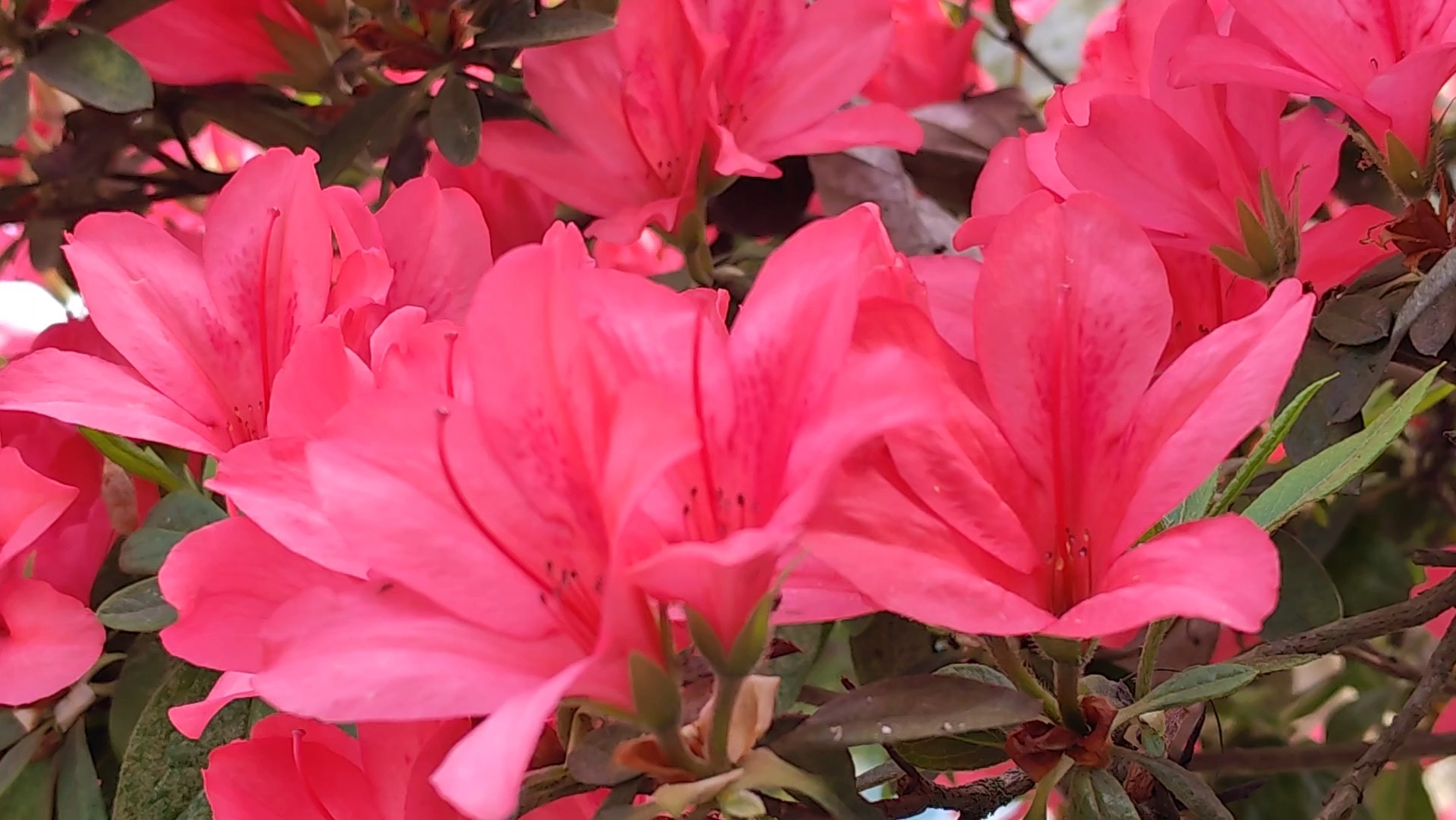 热烈奔放的红杜鹃