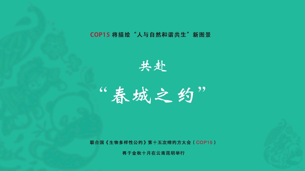 昆明cop15宣传片 — 共赴“春城之约”哔哩哔哩bilibili