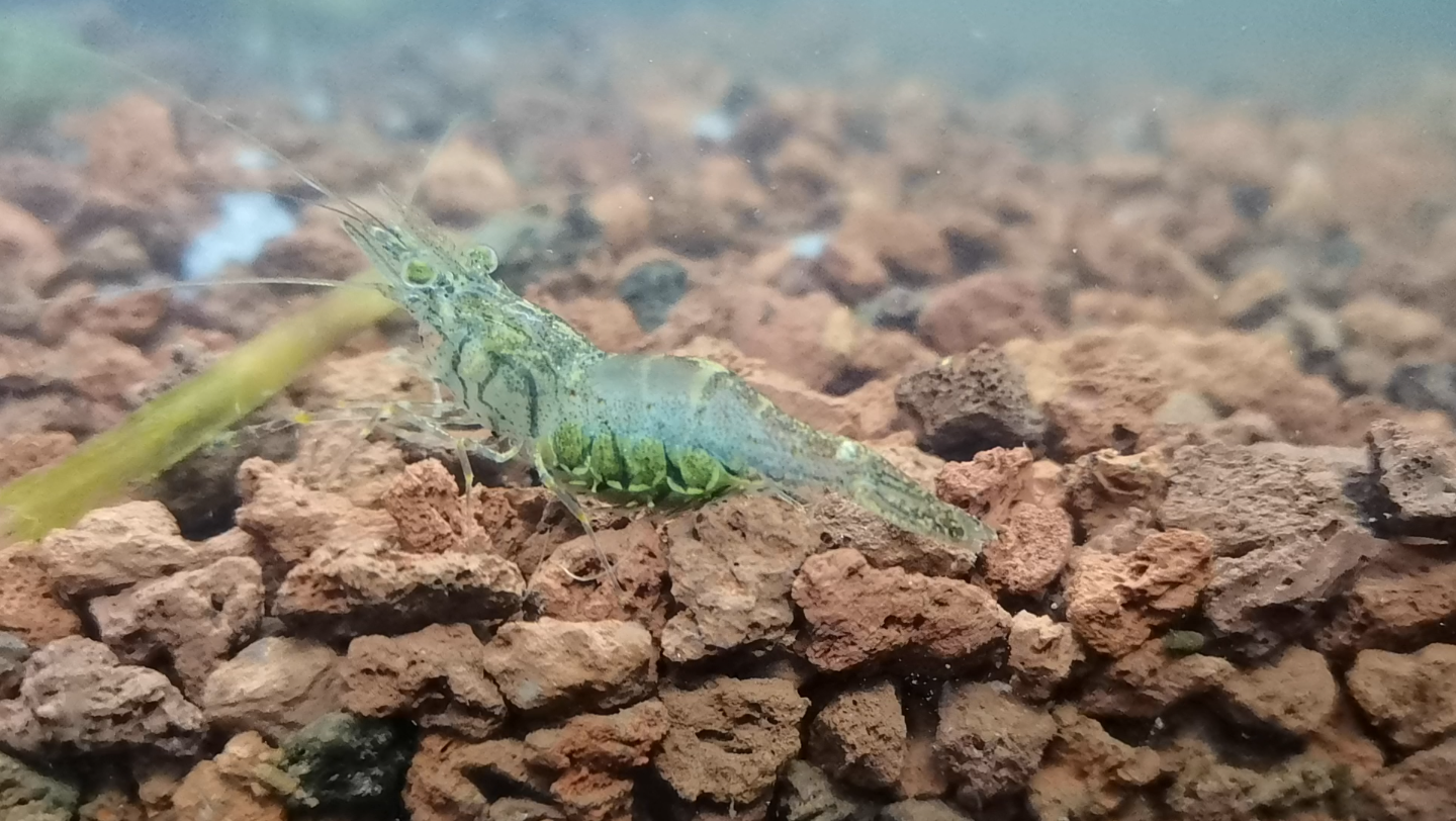 活动  抱卵青虾(日本沼虾)