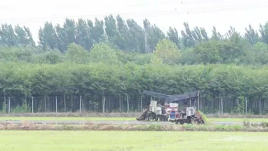 济南市历城区:水稻插秧正当时哔哩哔哩bilibili