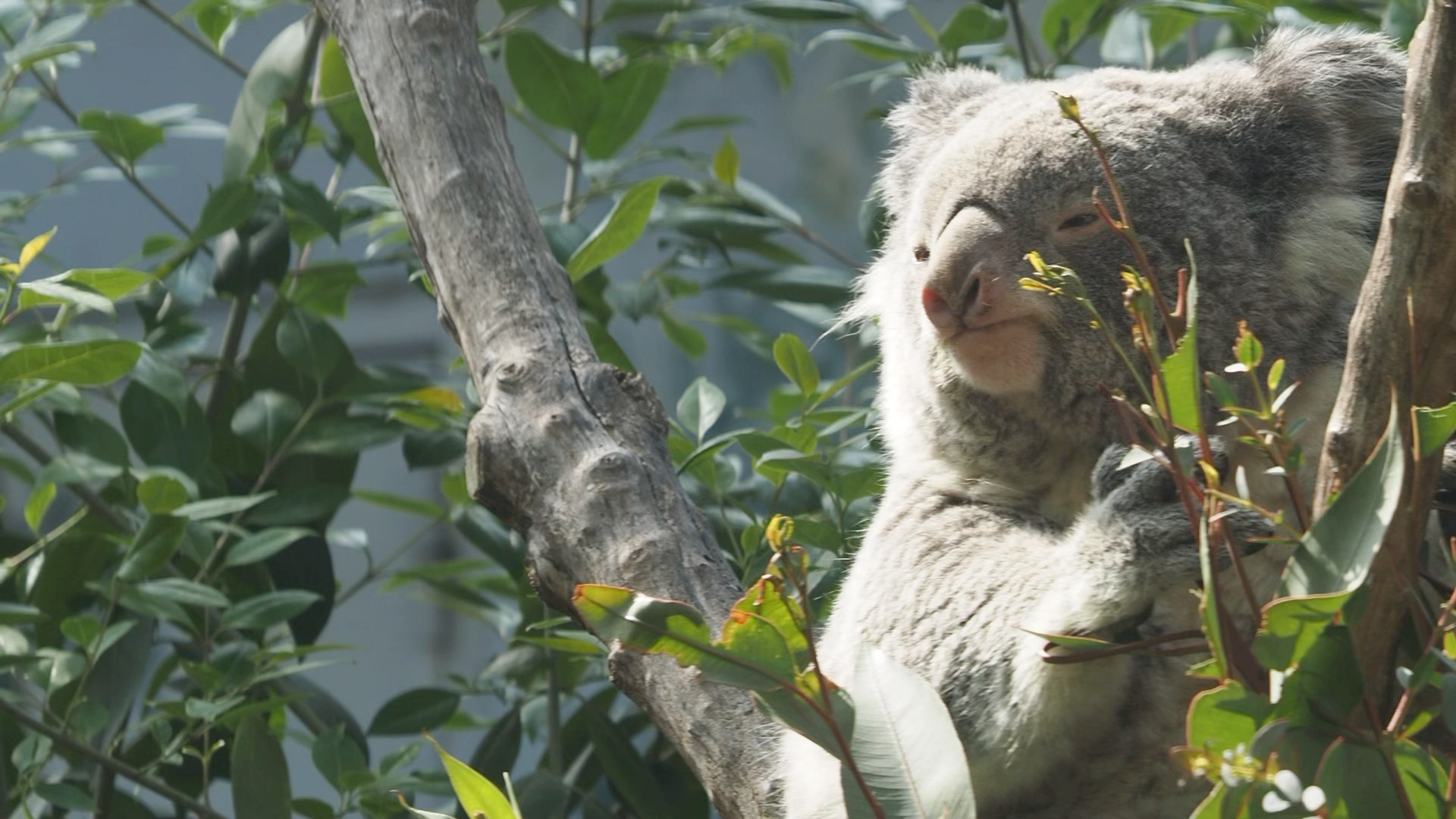 考拉:桉树叶真是美味啊