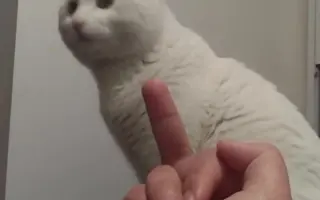 中指猫_ 搜索结果_哔哩哔哩_Bilibili