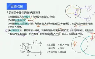 Télécharger la video: 反射弧阻断部位的判断