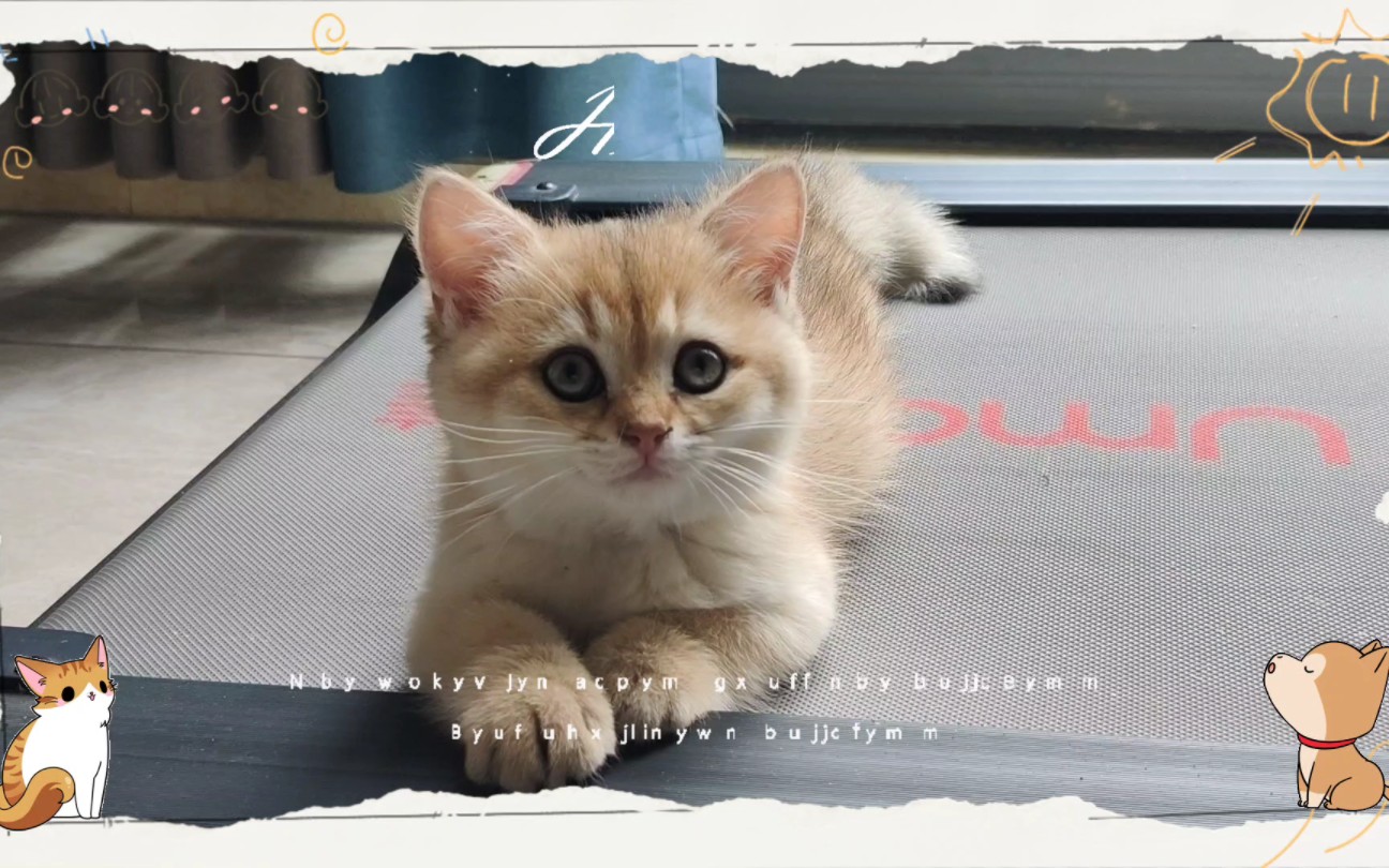 两个月大的小猫咪对一切都充满好奇