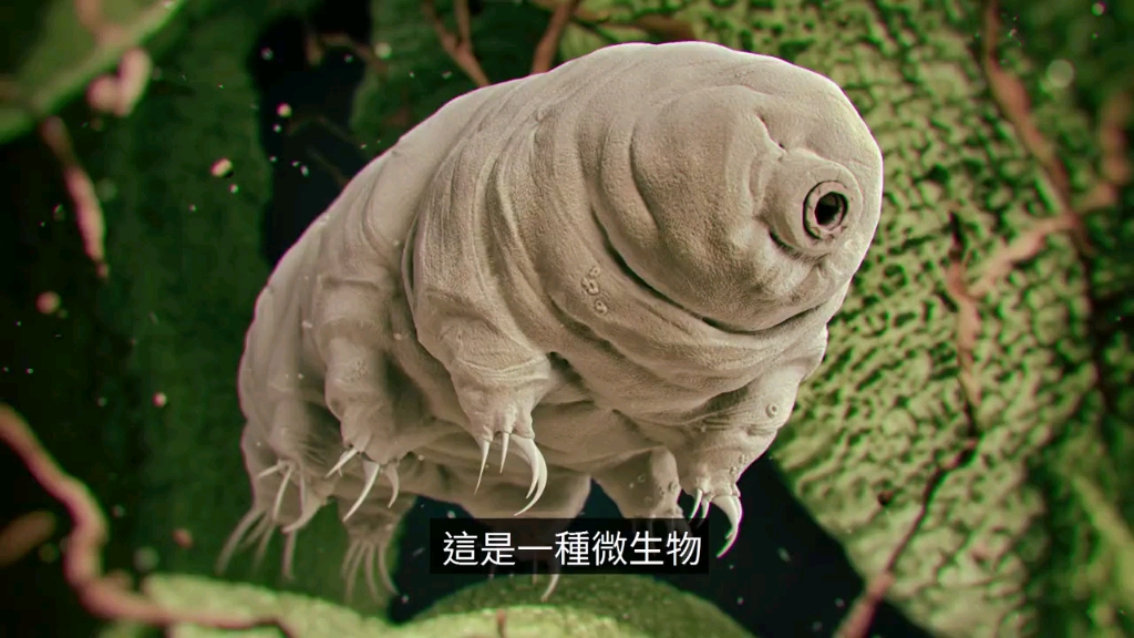 【20200603】不死之身,地球上最强悍的生物告诉我们人类永生的正确