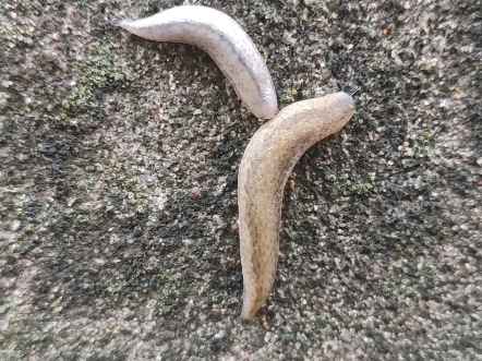 【动物影像】双线巨篷蛞蝓与狮纳蛞蝓互动