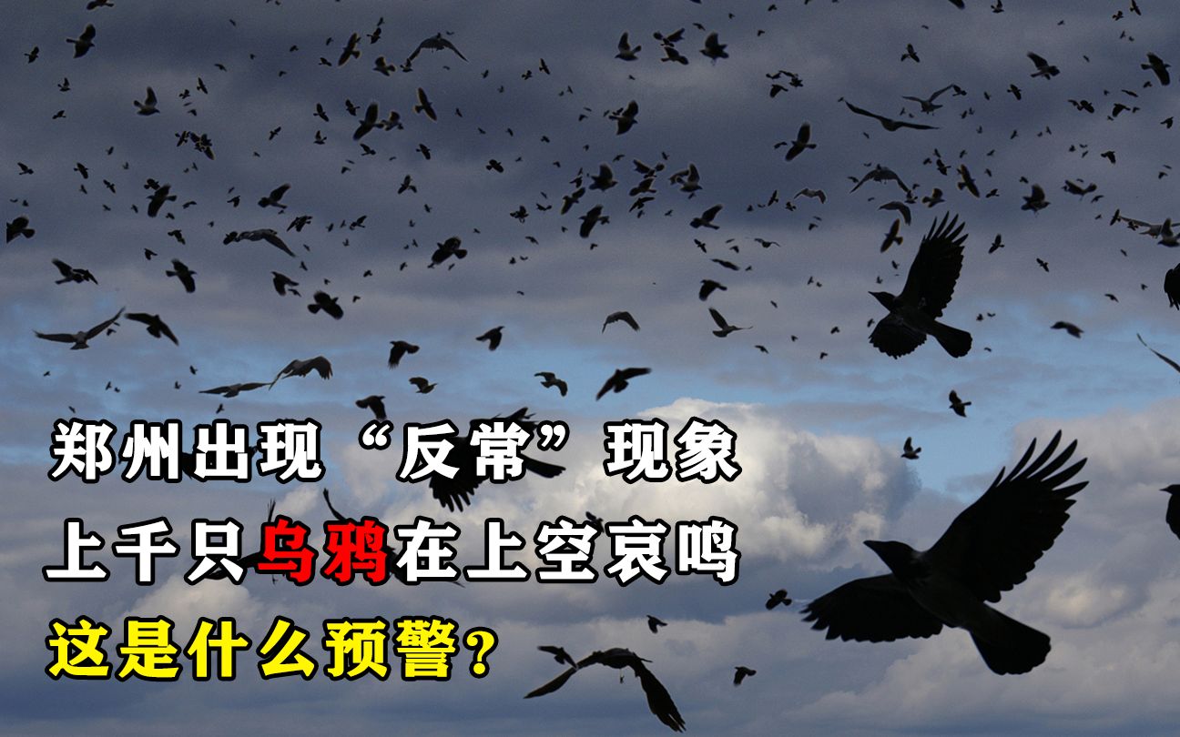 [图]郑州出现“反常”现象，上千只乌鸦在上空哀鸣，这是什么预警吗？