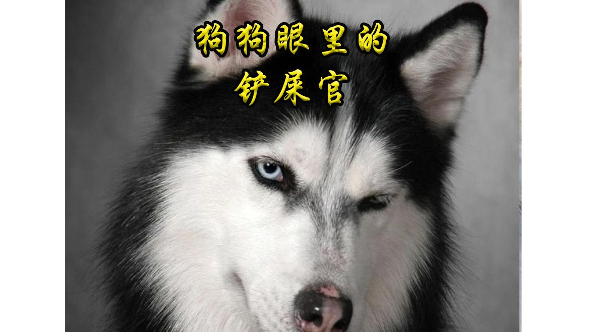 狗狗眼里的人类