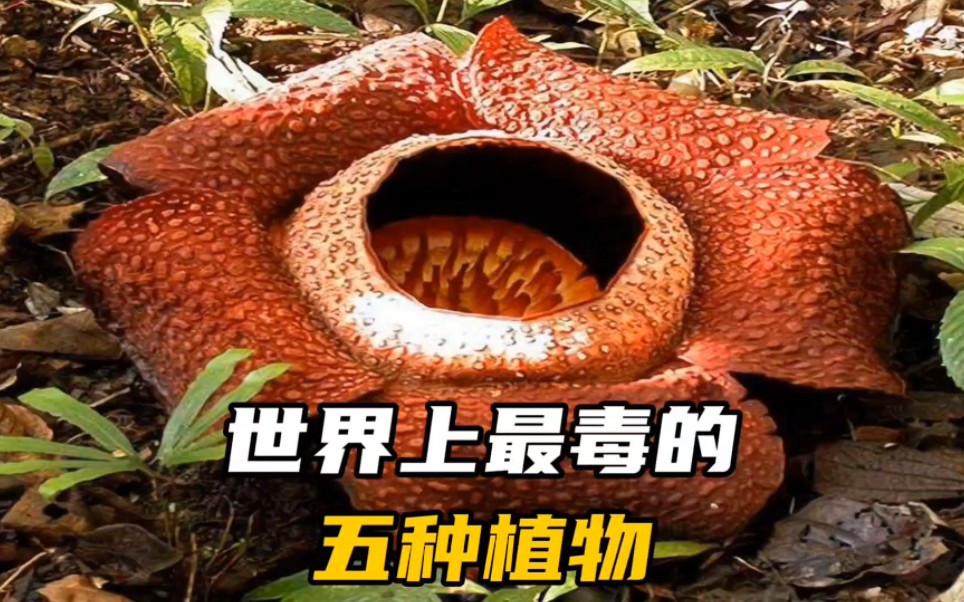 世界上最毒的五种植物,你见过几种呢?