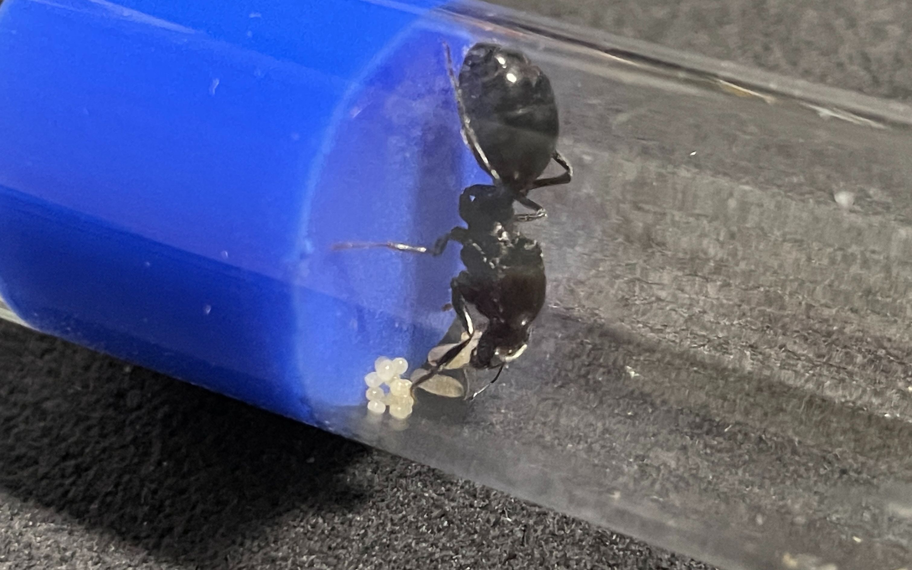 【荒漠收获蚁(白刺收获蚁)】第15天 尝试合工匠幼蛹