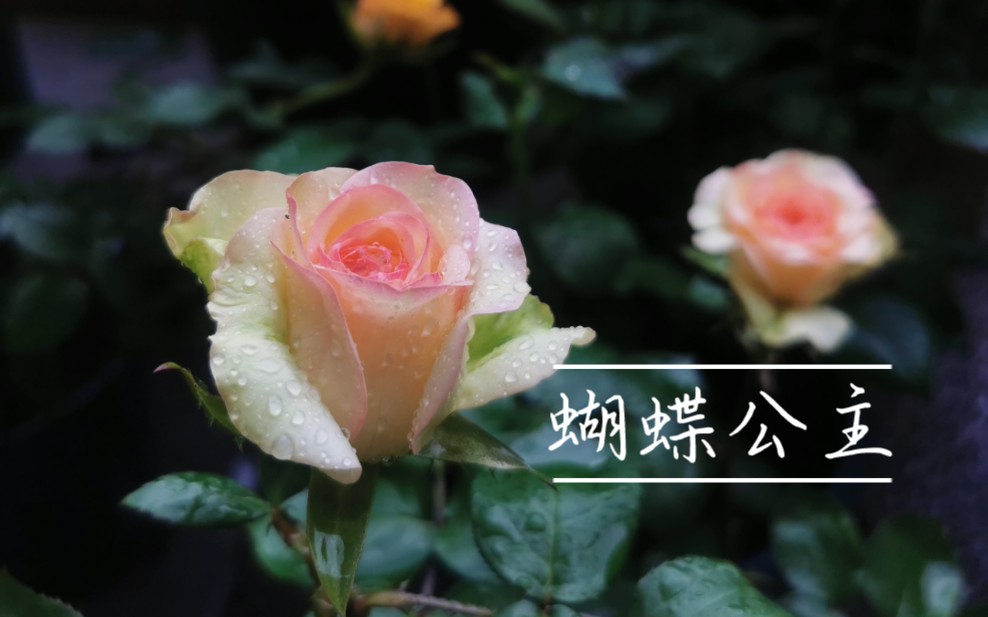 蝴蝶公主月季春季初花