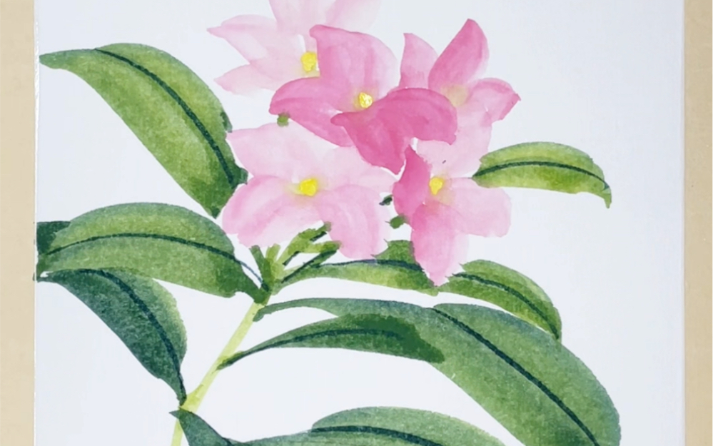 国画-金边瑞香