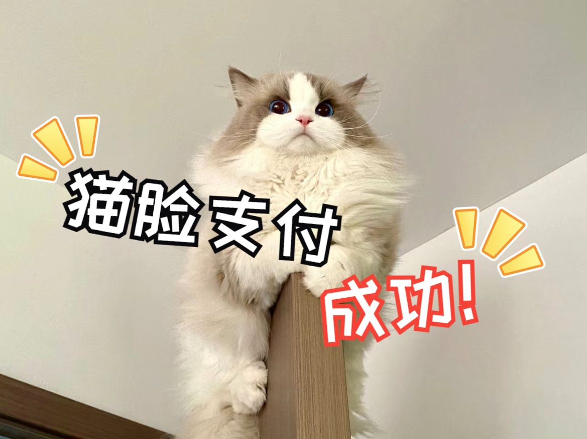 重大新闻!猫脸竟然也能支付成功.哔哩哔哩bilibili