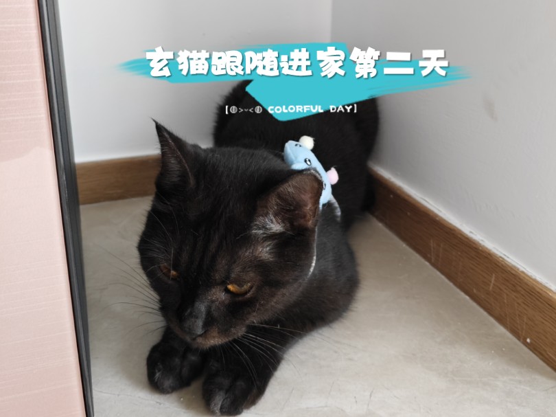 流浪玄猫跟随进家第二天哔哩哔哩bilibili