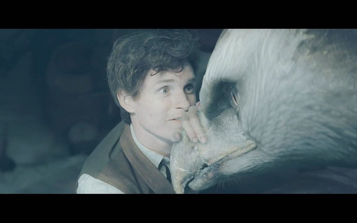 【屠苏x纽特】路边捡回一只鸟