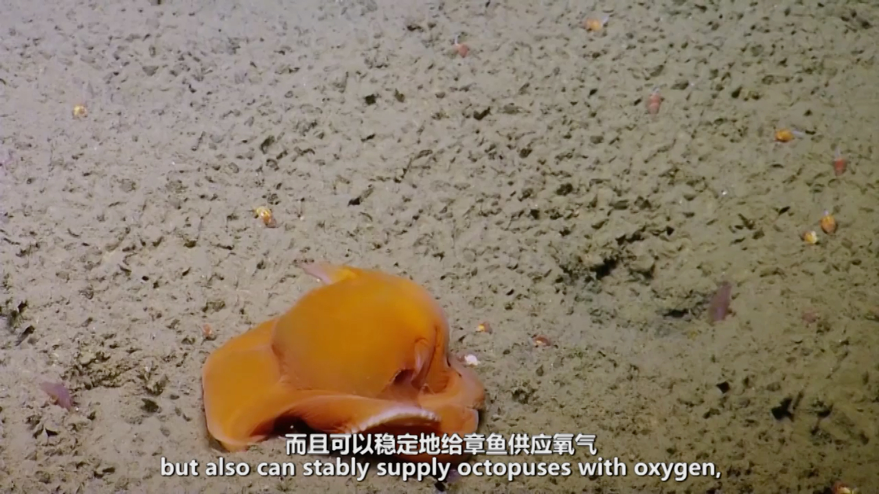章鱼的血液是什么颜色
