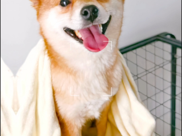 栀猪洗澡记0608ˋ7907ˊ06