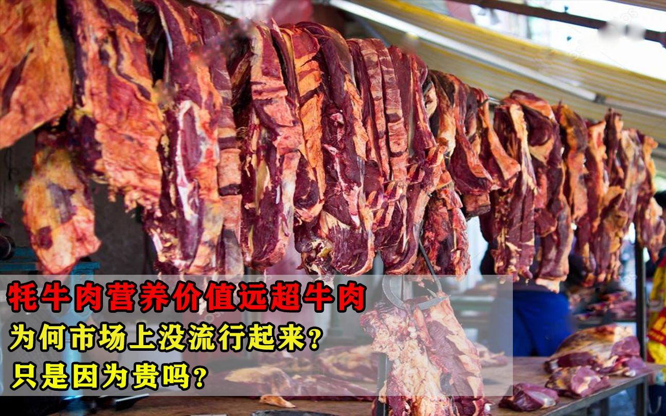 牦牛肉营养价值远超牛肉,为何市场上没流行起来?只是因为贵吗?哔哩哔哩bilibili