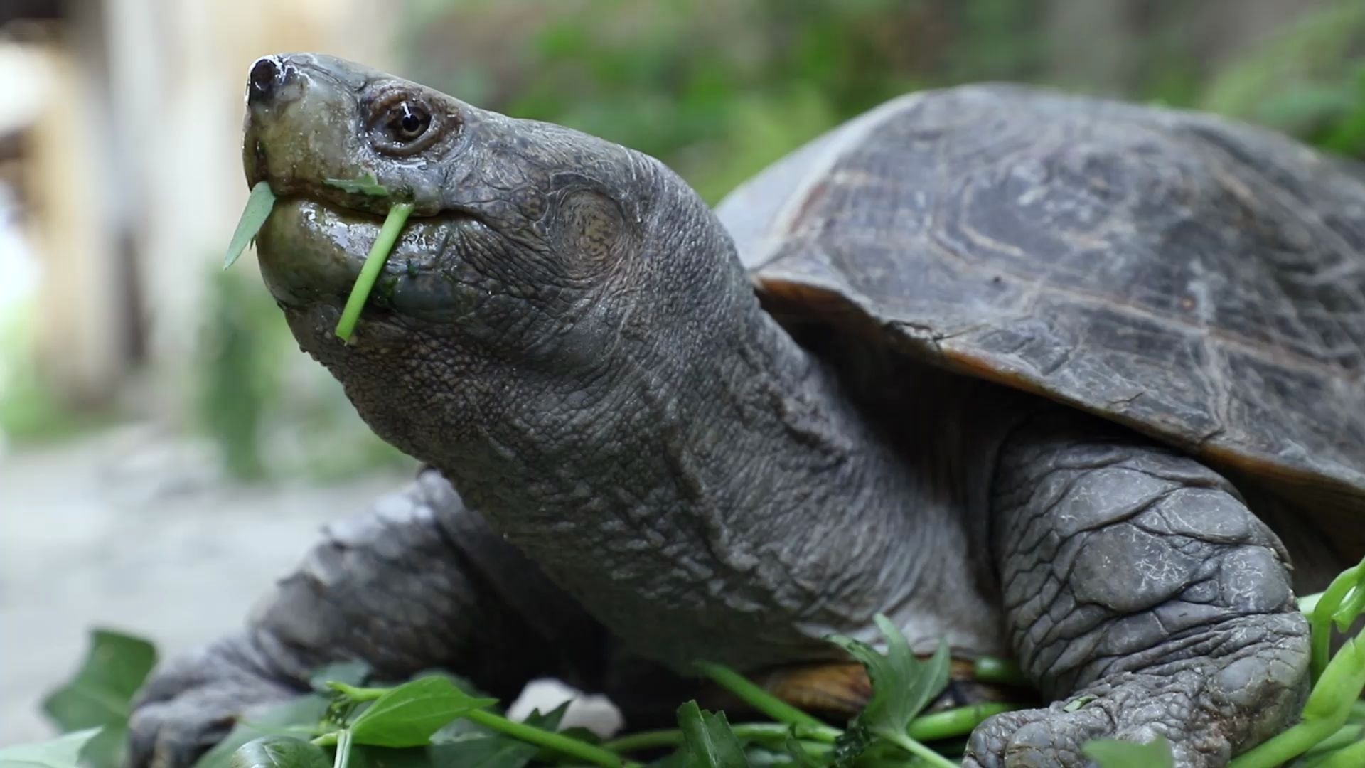 你们要的亚洲巨龟,已经盘下来了