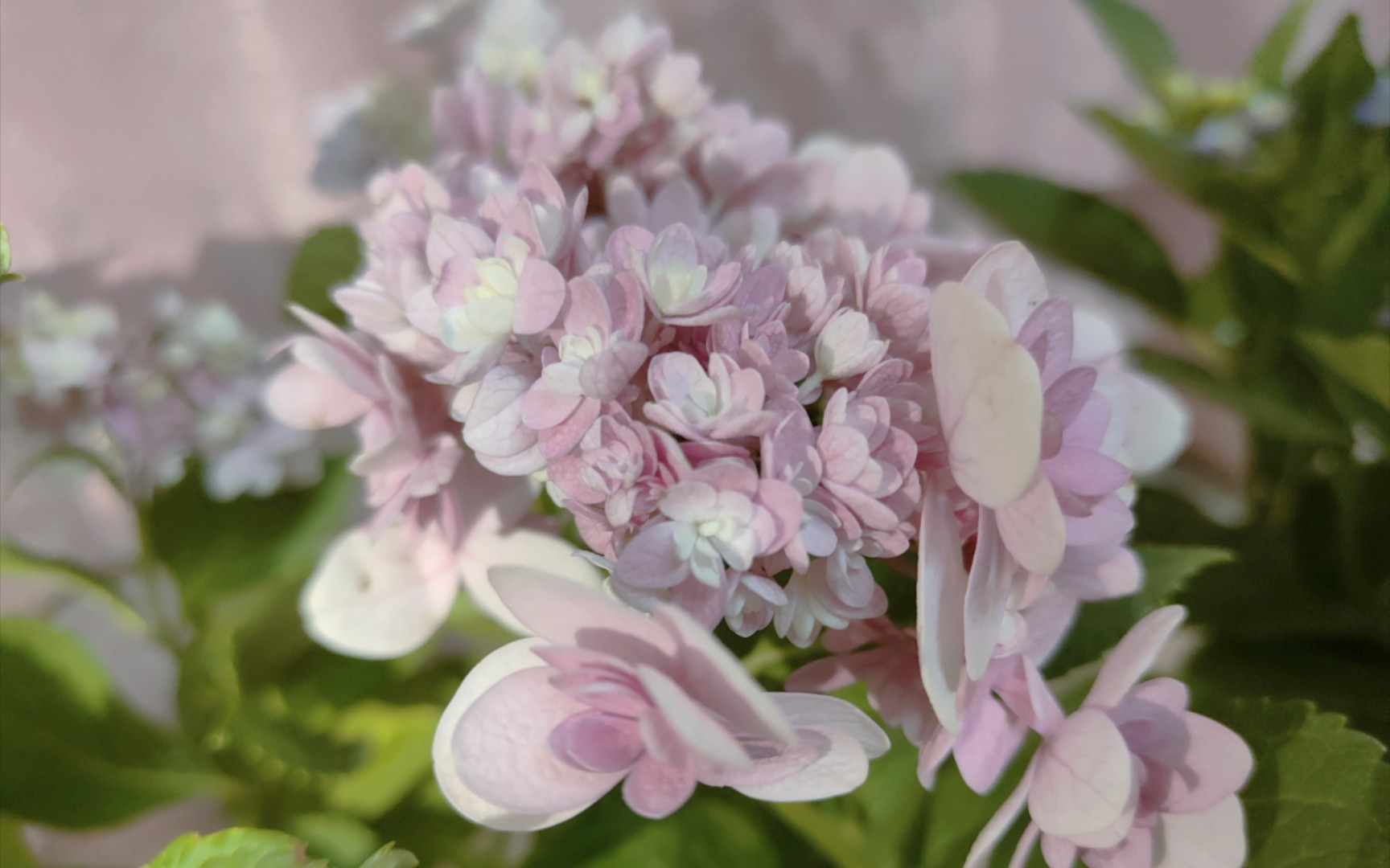 绣球佳澄卑弥呼绣球开箱这么热的天而我才刚刚进坑