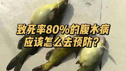 致死率80 的黄颡鱼腹水病 应该怎么去预防 哔哩哔哩