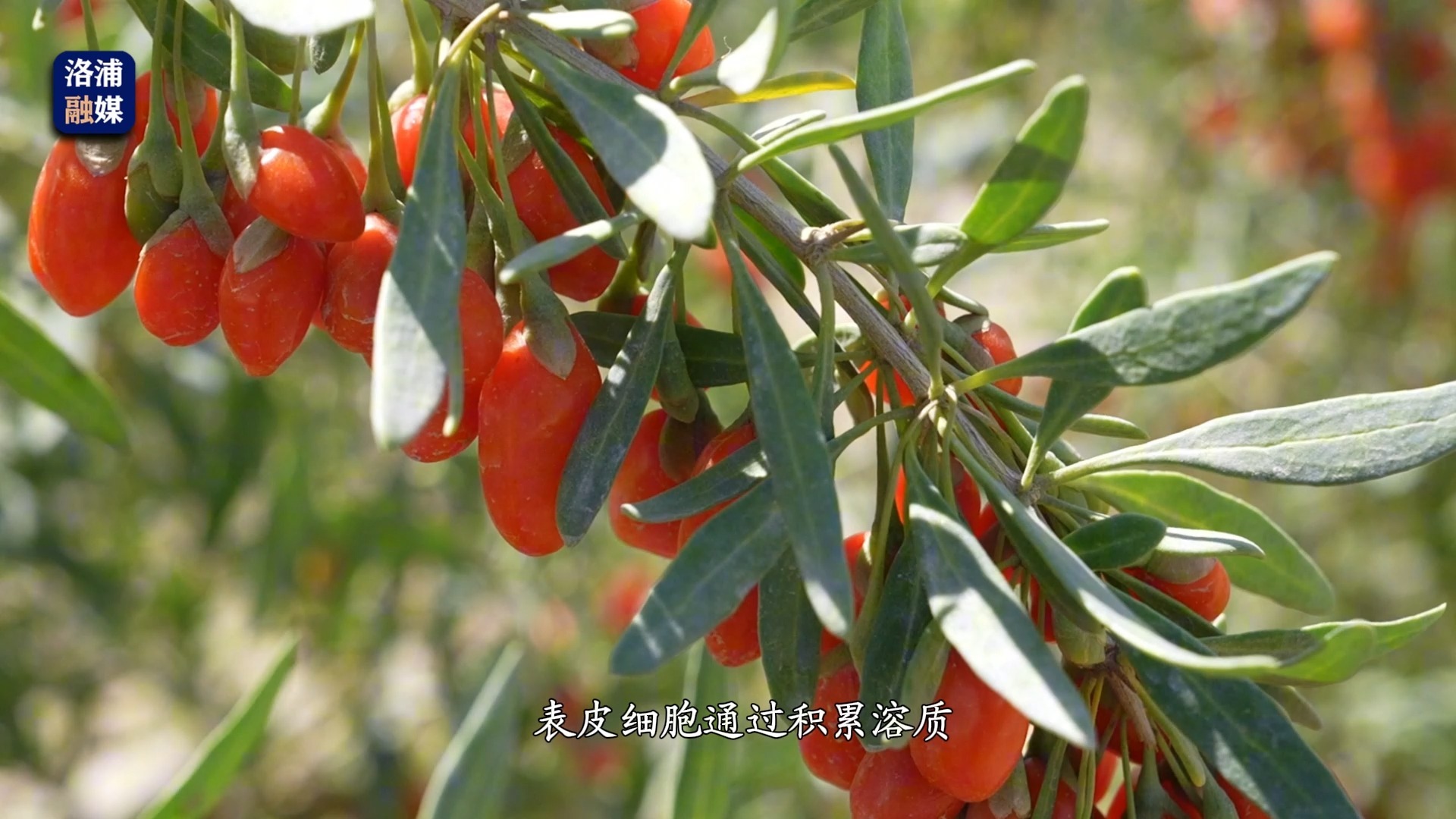 每日科普丨枸杞：沙漠边缘生态与经济的“红色瑰宝”
