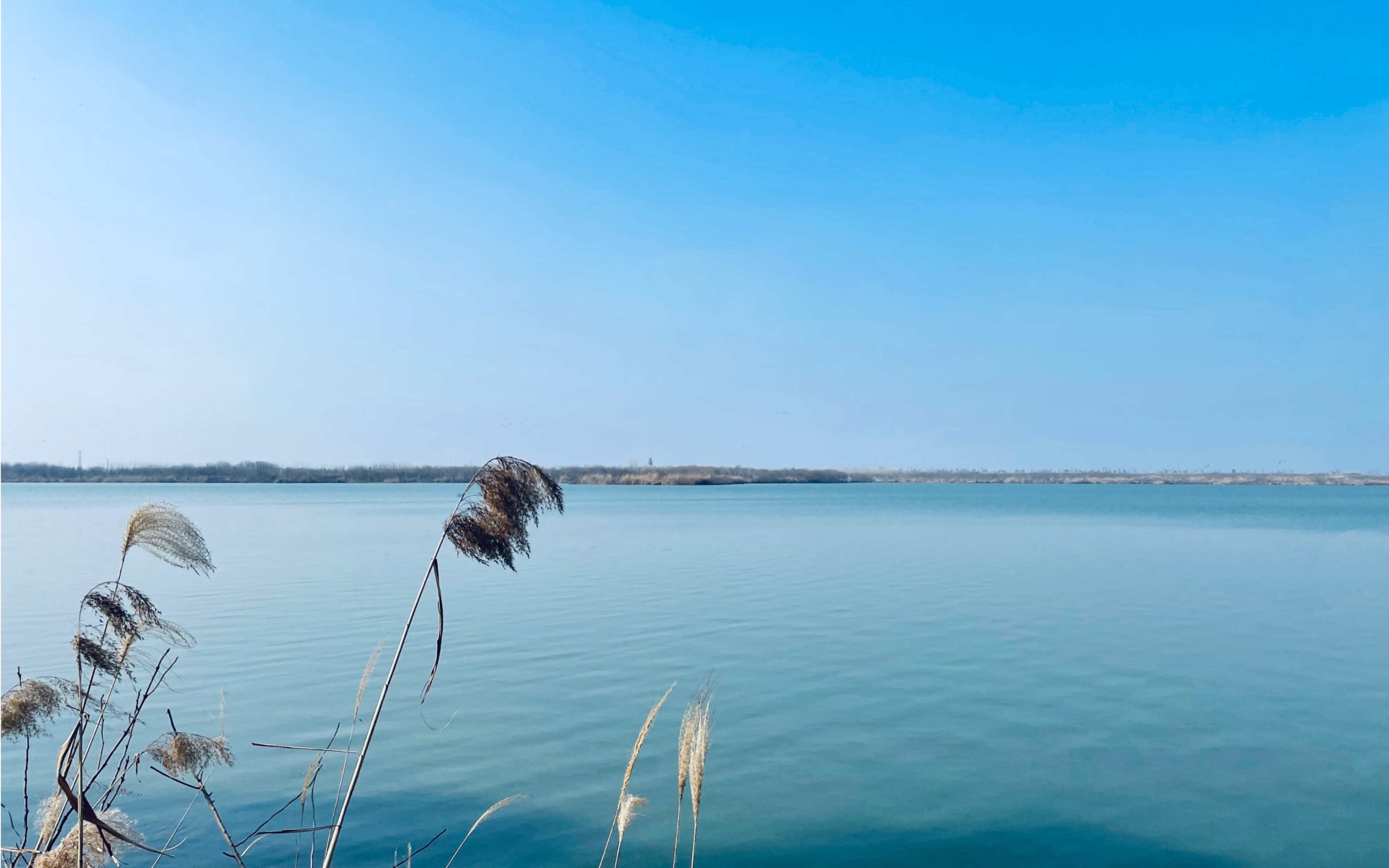 仙桃排湖风景区图片