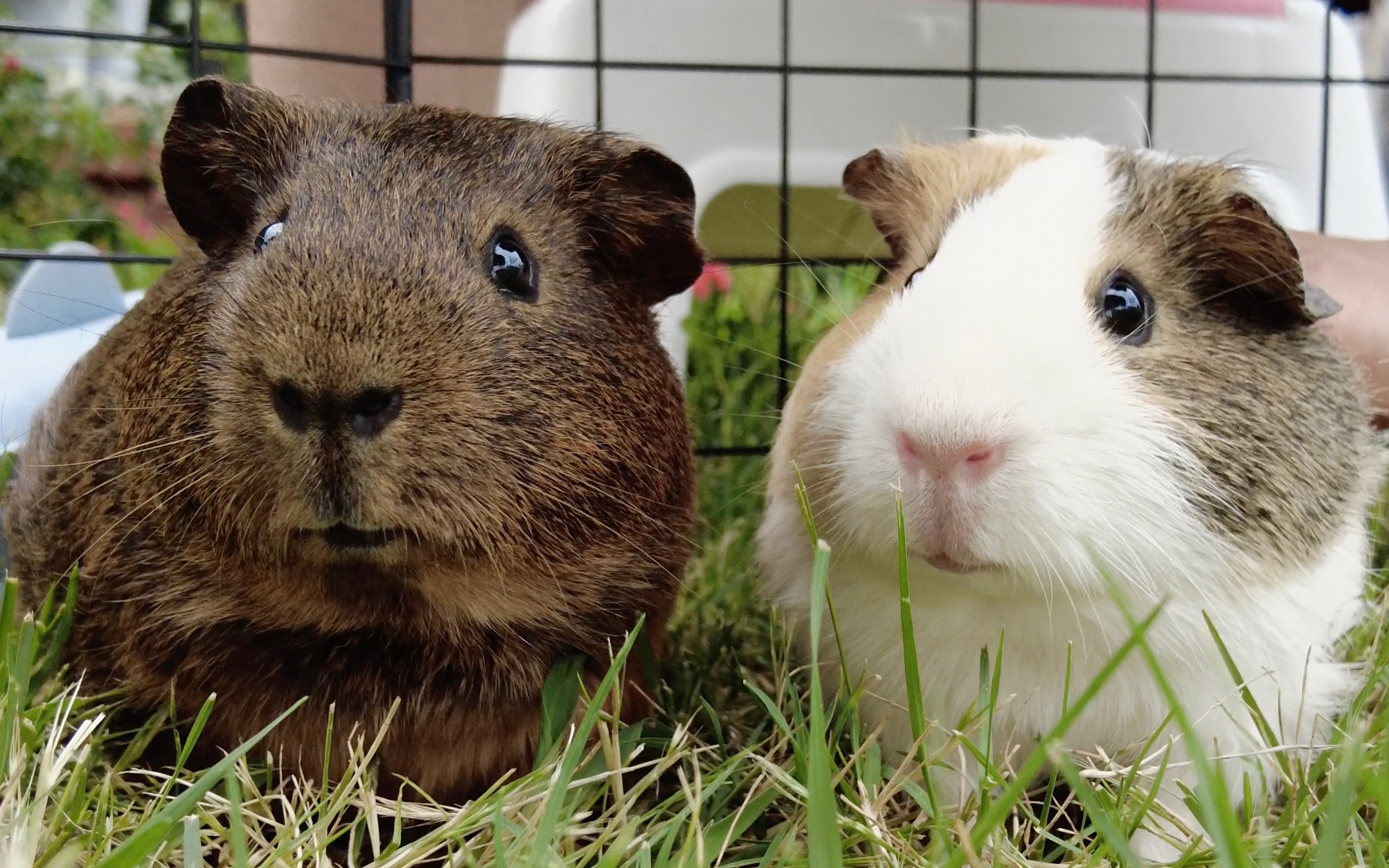 【荷兰猪】11.12木头猪猪豚豚