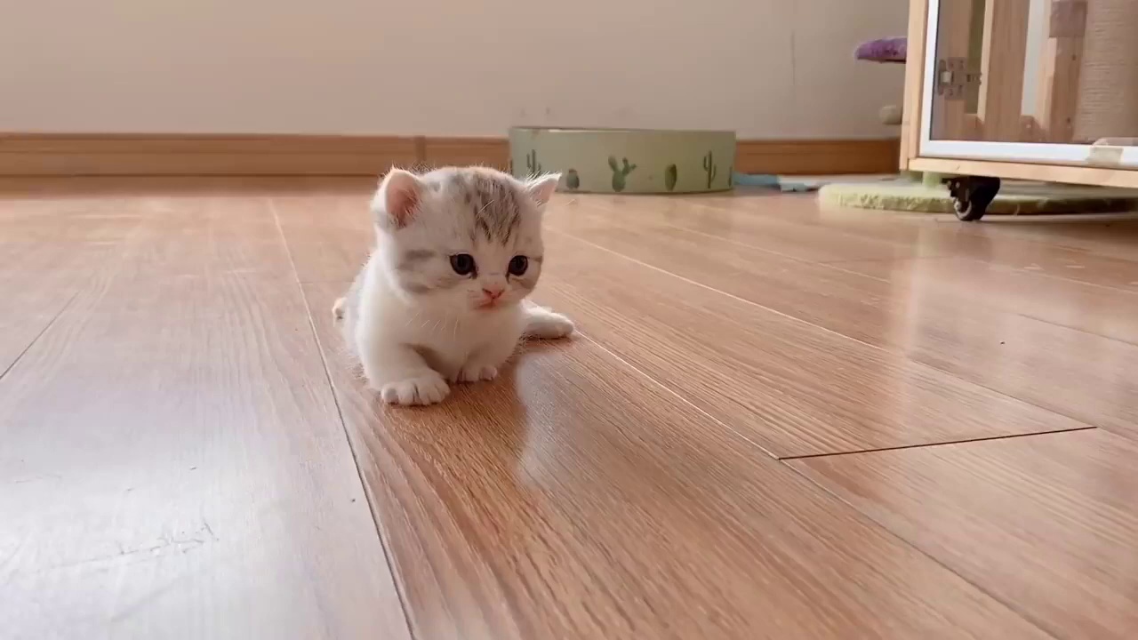 babycat#funnycats#aww婴儿猫-可爱有趣的猫视频汇编#10 _ aww动物