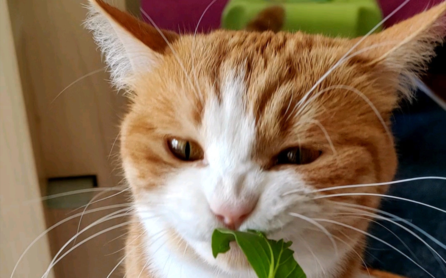 菜猫:一种酷爱吃菜的猫猫