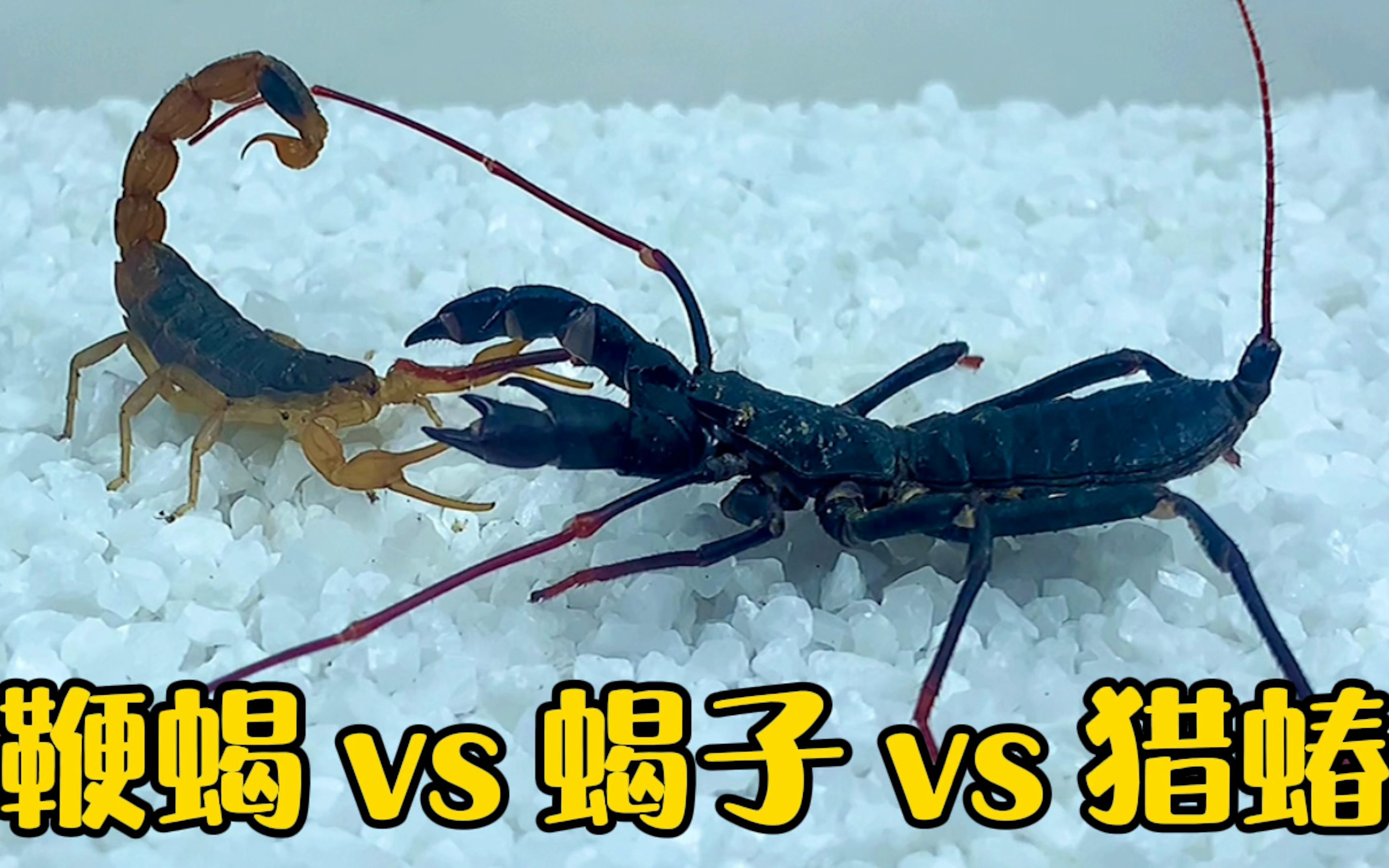 鞭蝎vs蝎子图片