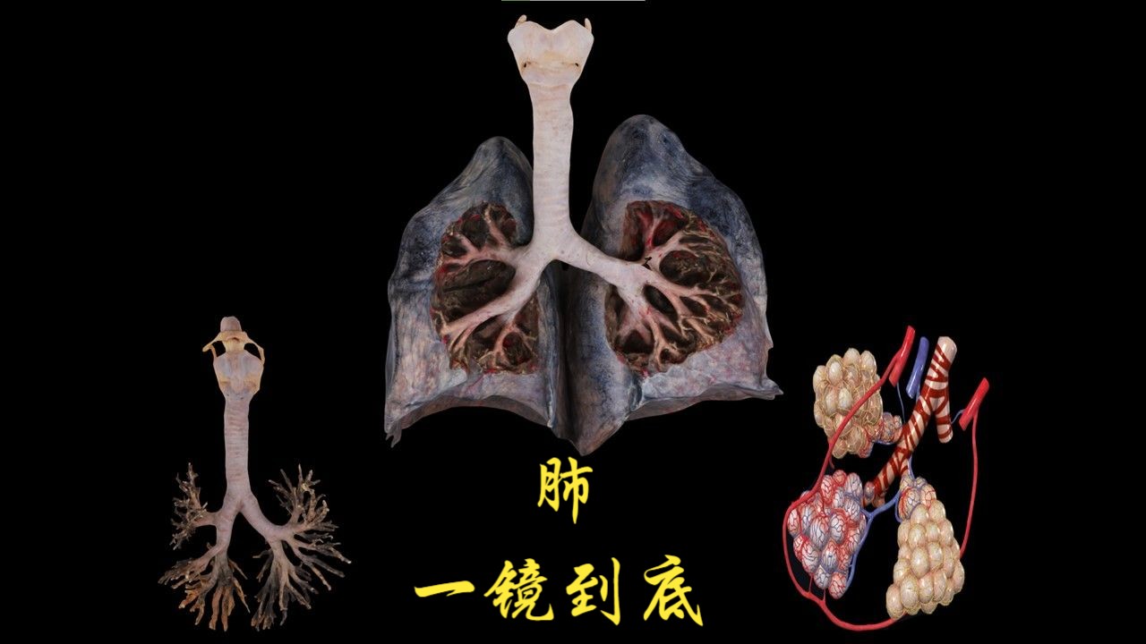 肺的内部:肺泡、支气管哔哩哔哩bilibili