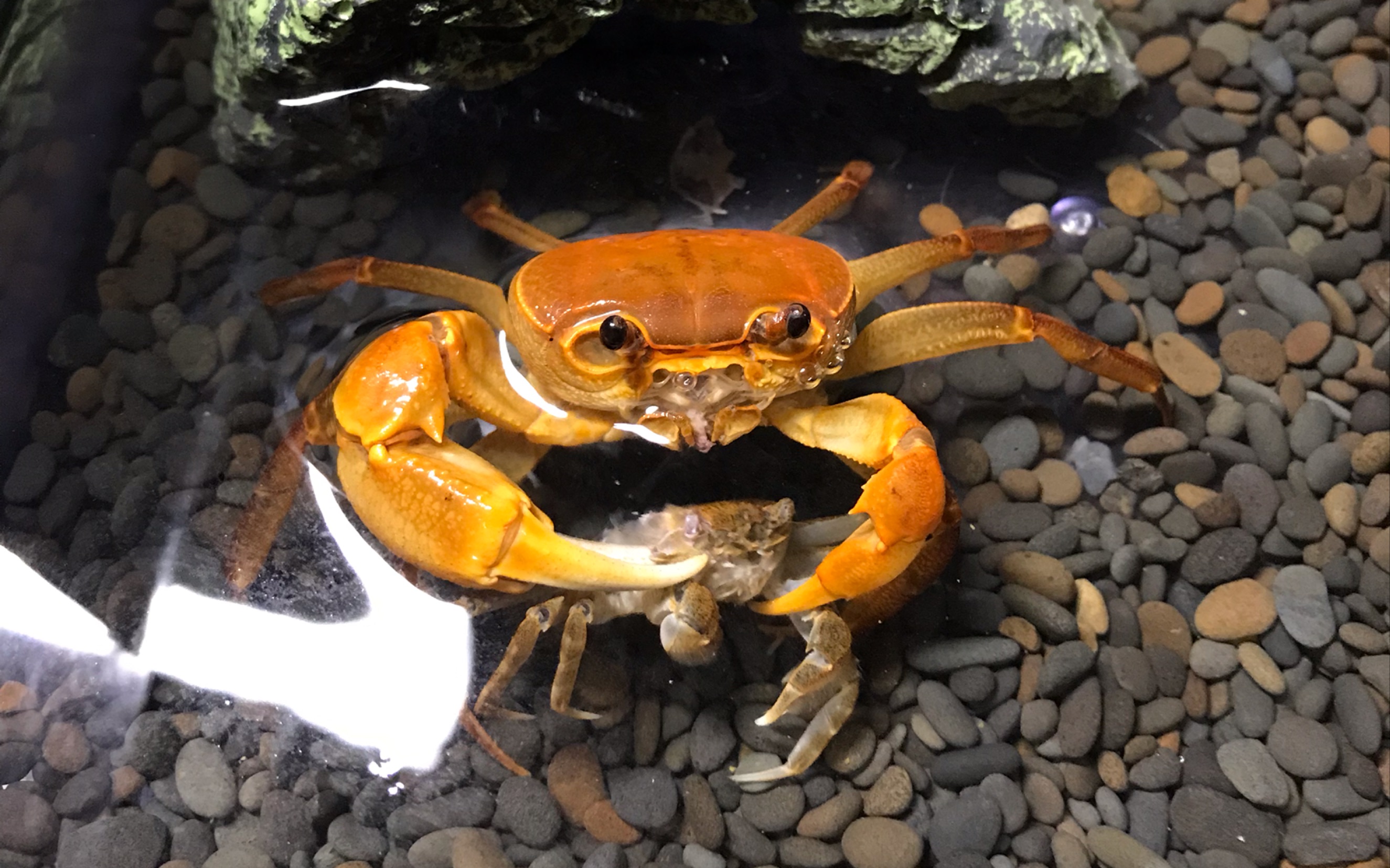 东方海南溪蟹捕食中华绒螯蟹