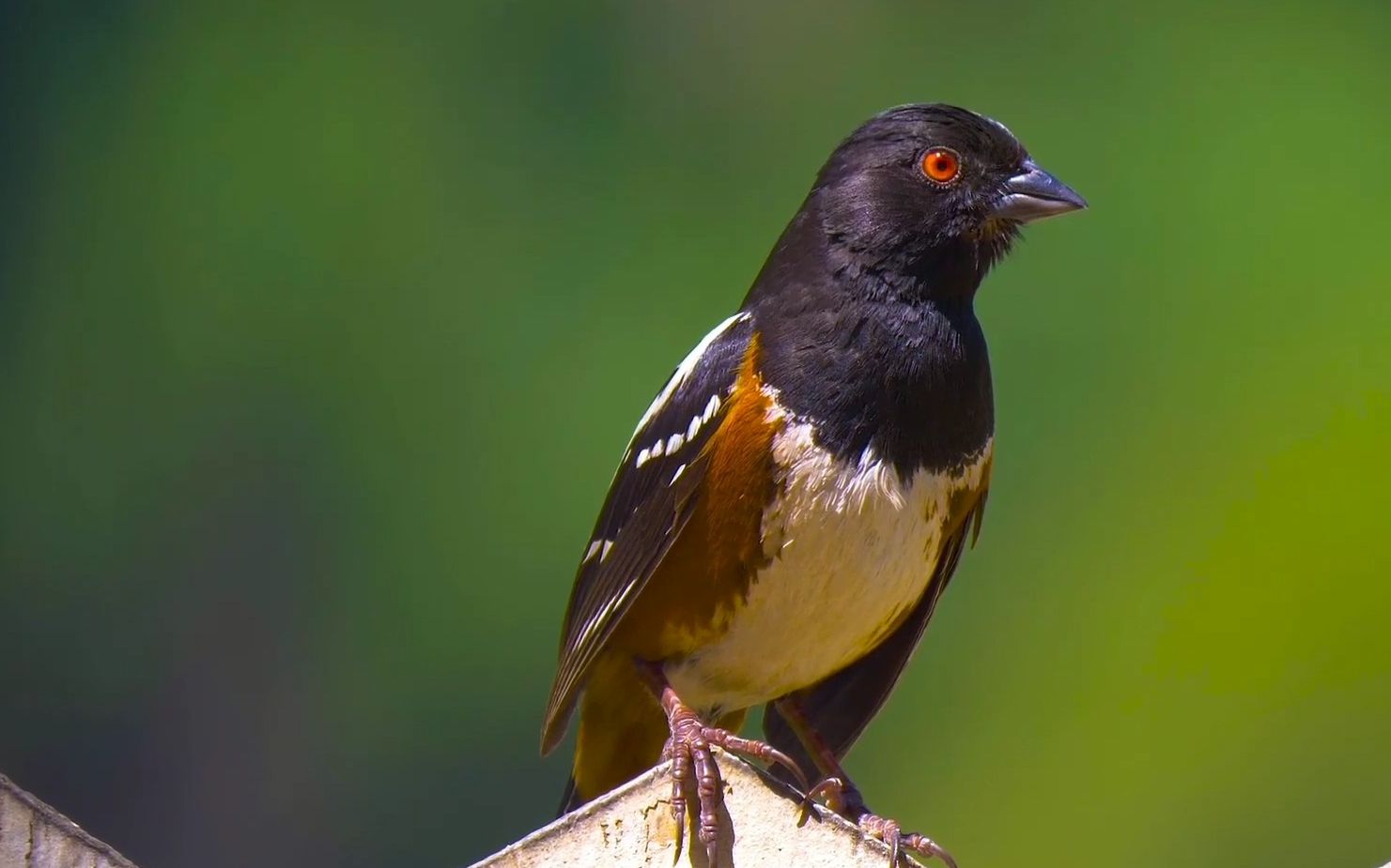 尼康nikonp1000拍鸟4k画质