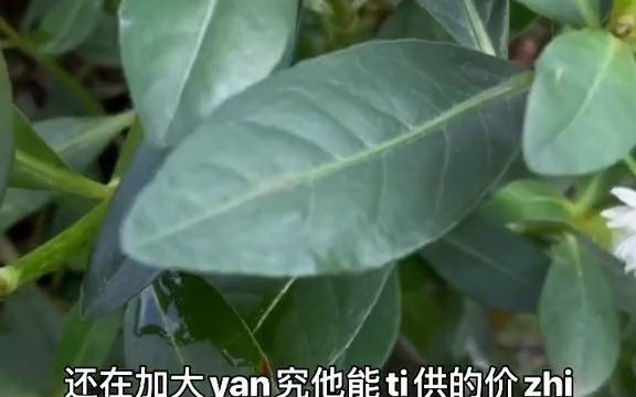 学名:喜旱莲子草,别名水花生,你还在把它当害草除掉吗?那样你就真的大错特错了哔哩哔哩bilibili