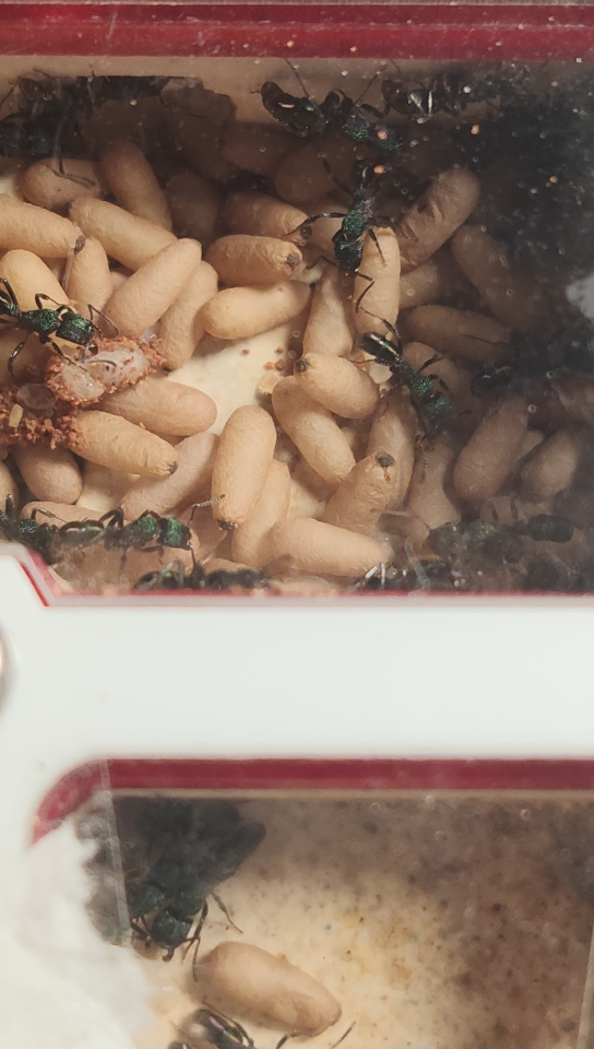 金属皱猛蚁佛系换巢